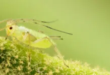 Potager : 3 remèdes naturelles contre les pucerons